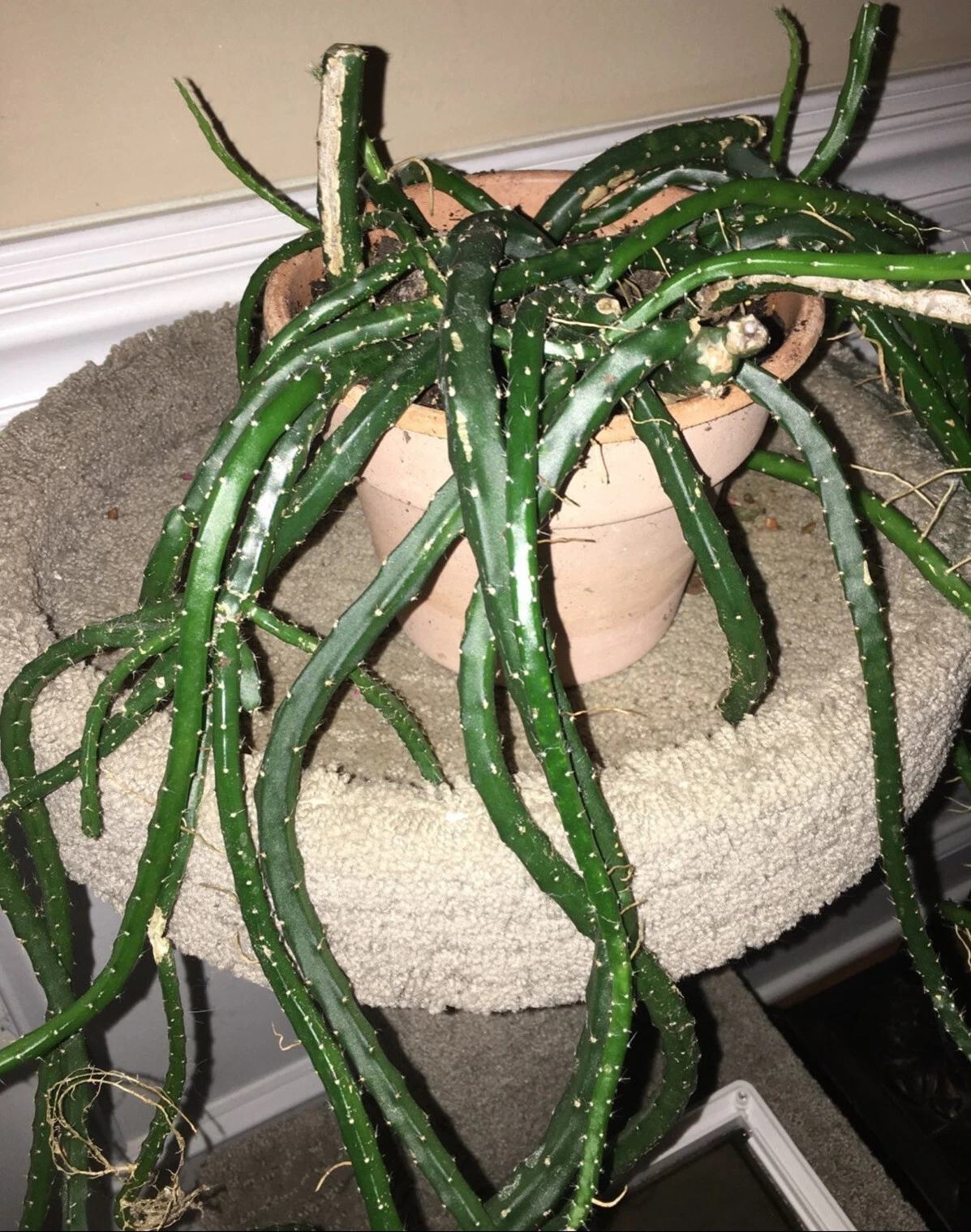 Snake Cactus Cuttings – 10 Fresh Segments | Aporocactus / Rhipsalis Type | Trailing Cactus Starter for Hanging Baskets