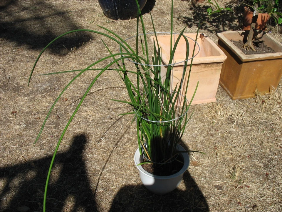Sansevieria Lancia Cuttings – Rare Snake Plant Variety, 3 Rooted Cuttings for Easy Propagation