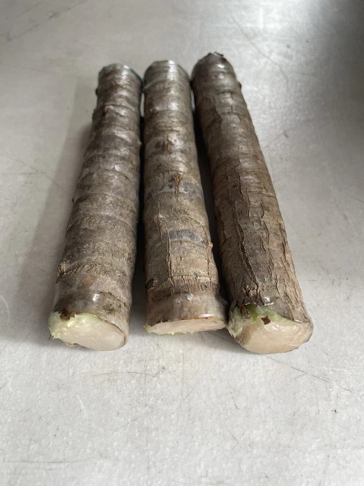 Hawaiian Green Ti Plant Cuttings – 25 Fresh 6 Inch Starter Logs – Cordyline Fruticosa