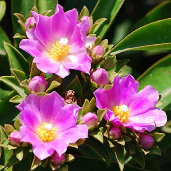 Pereskia grandifolia Live Cactus Plant, Succulent Caudex Bonsai Style in 4 Inch Pot for Planting