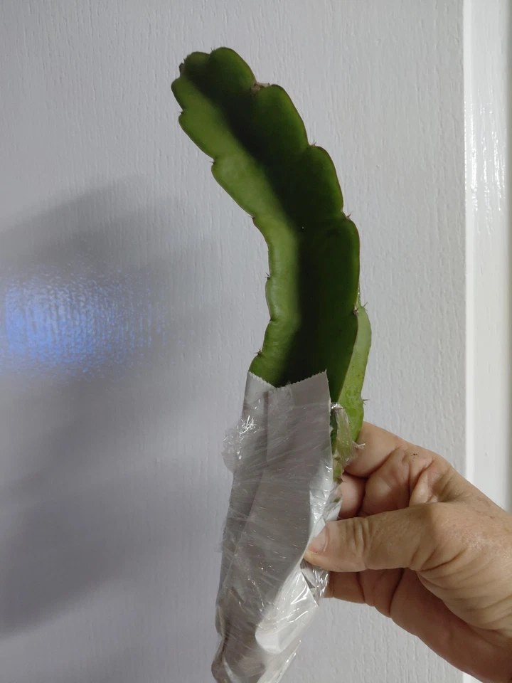 Hylocereus undatus Dragon Fruit Cutting – 8 Inch Live Cactus Vine, Unrooted Pitaya Cutting for Planting