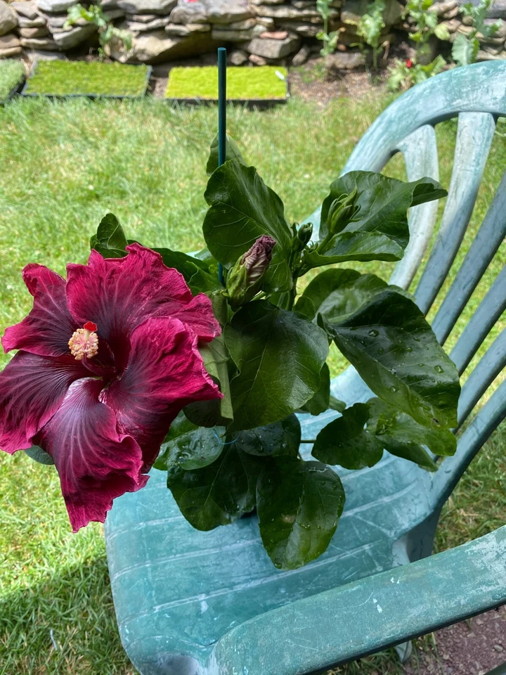 Hibiscus Black Dragon Cuttings, 3 Fresh Unrooted Hibiscus Cuttings for Propagation