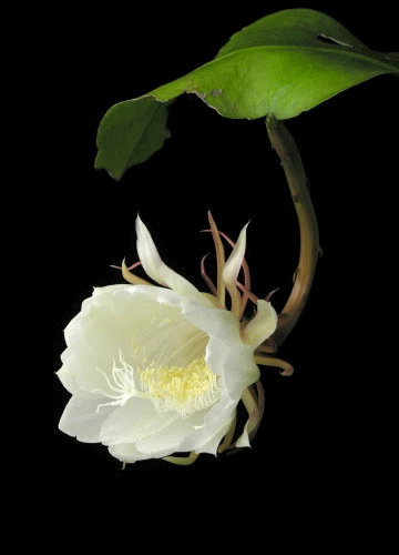 Epiphyllum Oxypetalum Live Plant – Queen of the Night Orchid Cactus for Indoor or Container Growing
