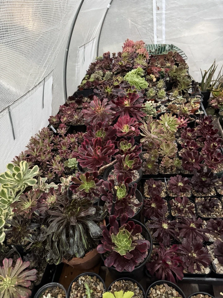Aeonium Succulent Cuttings – 3 Live Aeonium Cuttings for Propagation and Planting