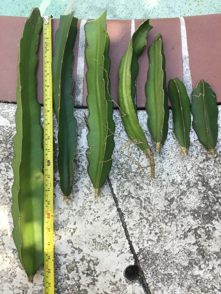 Vietnam Dragon Fruit Cuttings – Two 8–12 Inch Pitaya Cuttings Plus One Bonus 4 Inch Cutting