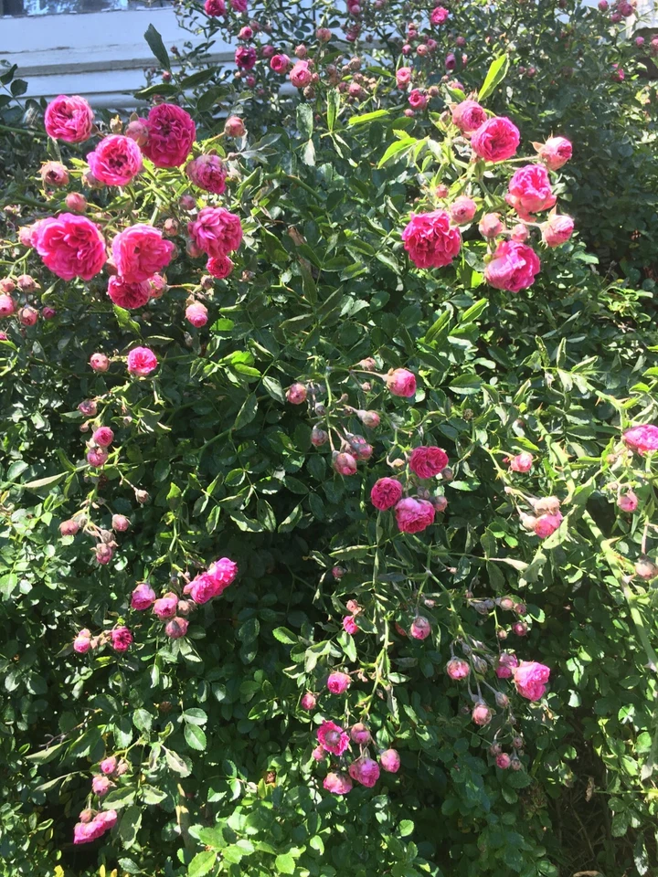 Southern Heirloom Climbing Rose Cuttings – 8 Unrooted Old-Fashioned Running Rose Plant Cuttings