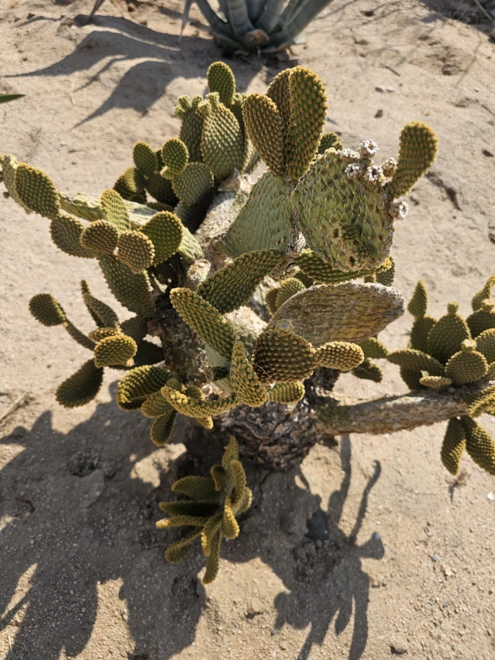 Bunny Ears Cactus Cuttings for Planting – Opuntia microdysas, 3–5 Inch Pads, 5 Pack Ornamental Cactus Starts