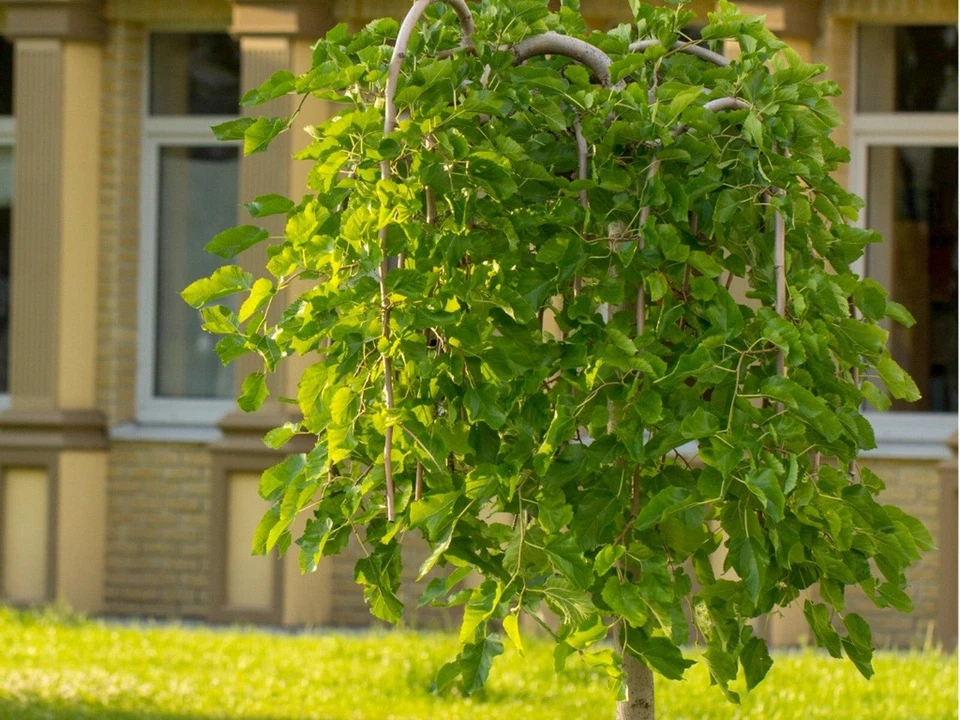Contorted Mulberry Cuttings – 3 Hardwood Cuttings for Rooting or Grafting – Morus Variety