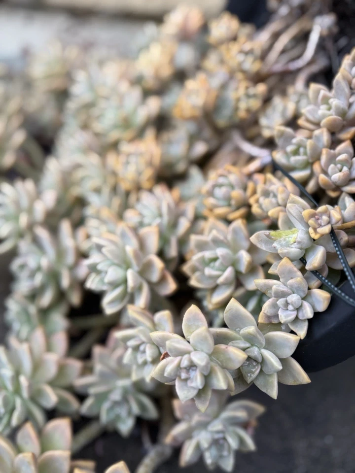 Ghost Plant Succulent Cuttings – 3 Inch Live Unrooted Graptopetalum Paraguayense, Rosette Succulent for Propagation