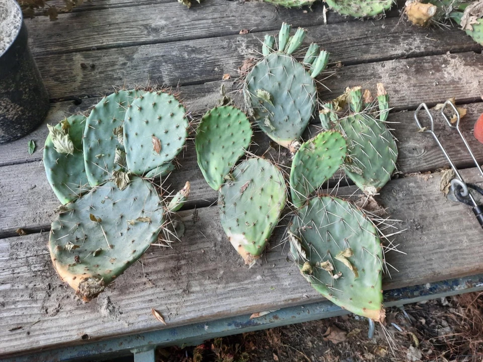 Opuntia Phaeacantha Prickly Pear Cactus for Planting – Live Desert Cactus Plant or Pad Cutting
