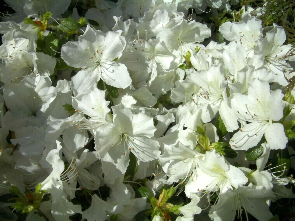 White Azalea Cuttings for Planting – 7 Unrooted Shrub Stems, Large White Flowering Azalea