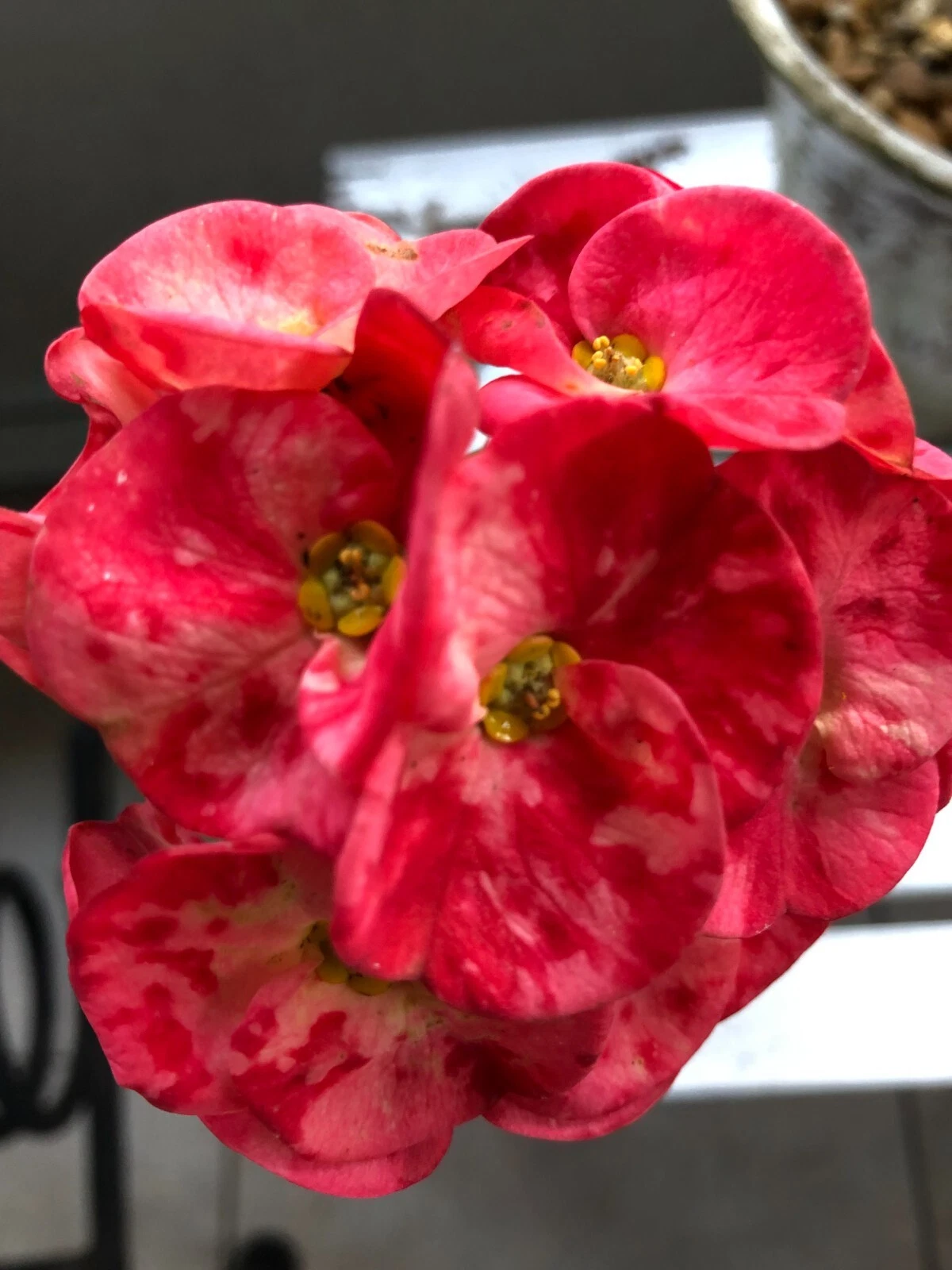 Thai Hybrid Crown of Thorns ‘Cherries Jubilee’ – Rooted Euphorbia Milii Cutting, Live Flowering Succulent Plant