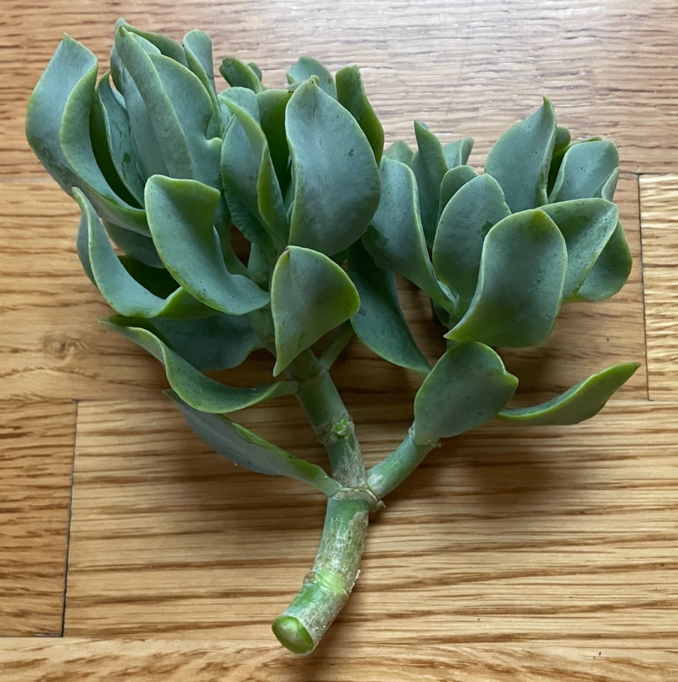 Ripple Wavy Jade Plant Live Succulent – Crassula arborescens undulatifolia 4+ Inch Branched Starter