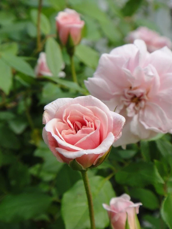 Cecile Brunner Antique Rose Cuttings – 8 Premium Rosa ‘Cécile Brünner’ Stems to Start Rose Bushes