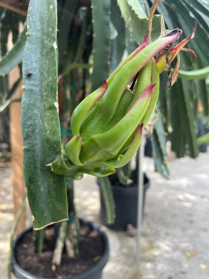 Asunta-X Dragon Fruit Cuttings – Mature Pitaya AX Cuttings 8–12 Inches Long – Hylocereus Hybrid