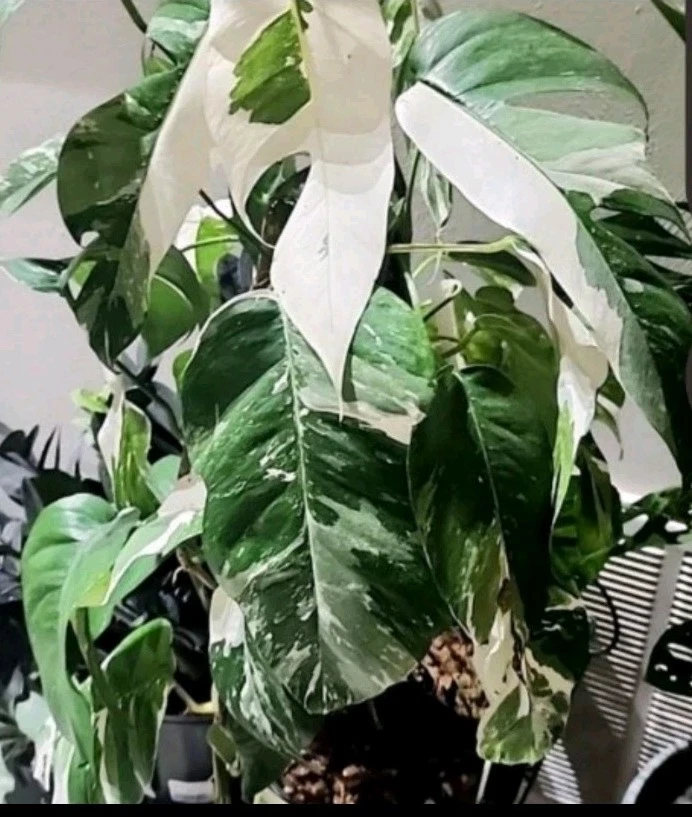 Epipremnum Pinnatum Albo Cuttings – 2 Unrooted Variegated Cuttings, Rare Tropical Houseplant