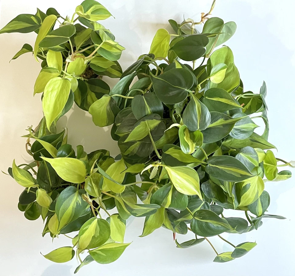 Philodendron Brasil Cuttings 2–3 Unrooted Cuttings With 3 Leaves Indoor Houseplant