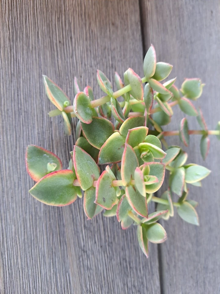 Crassula Calico Kitten Variegated Succulent Cuttings, Marginalis Rubra Variegata Trailing Plant Set of 10