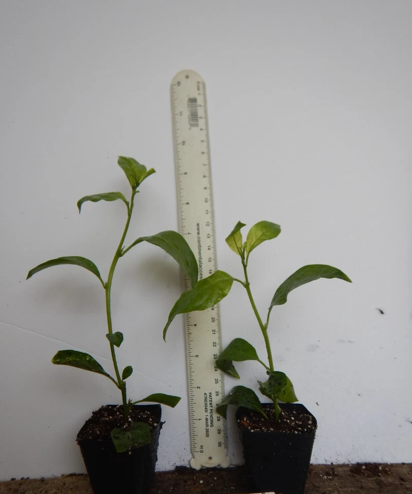 Confederate Star Jasmine Rooted Starter Plant, Trachelospermum Vine USA Grown