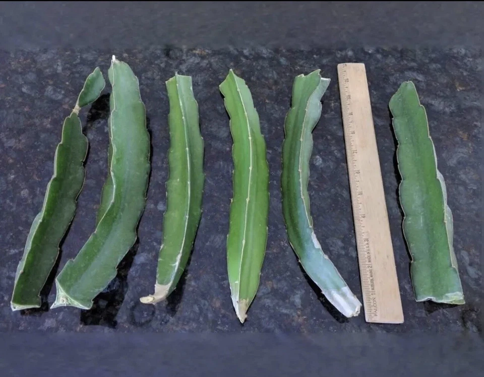 Vietnamese Dragon Fruit Cuttings – White Flesh Pitaya, 3 Unrooted Cactus Stems 12 Inches for Propagation