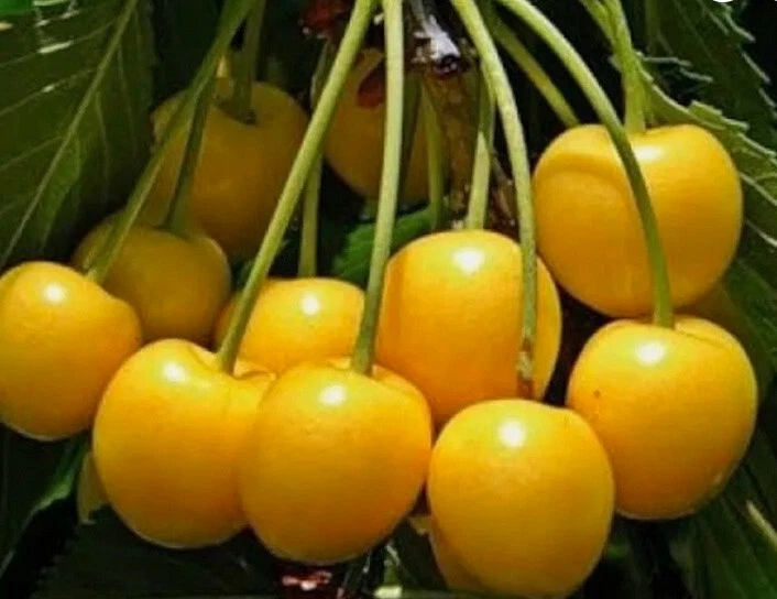 Yellow Cherry Tree Cuttings – Donissens, Paula & Alexanders – 3 Fresh Unrooted Cuttings for Grafting or Rooting