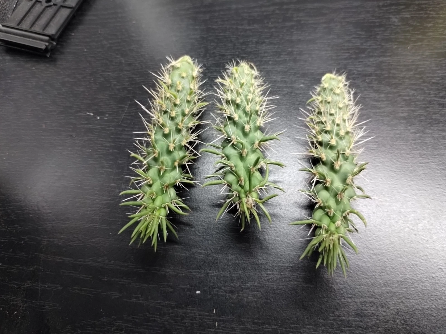 Jumping Cholla Cactus – Cylindropuntia fulgida – Live Arizona Cactus Cutting for Desert & Xeriscape Growing