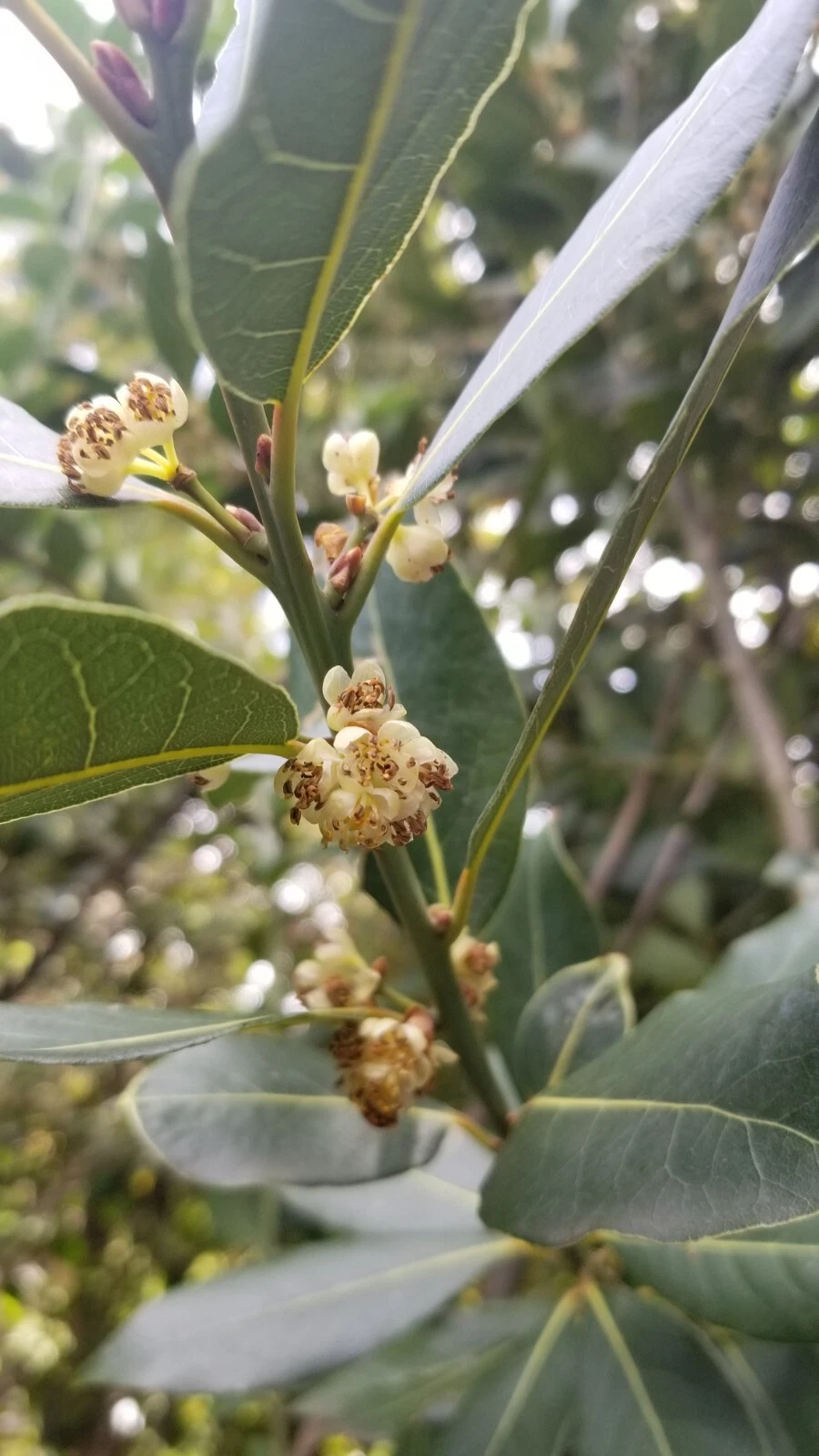 Bay Laurel Cuttings – 5 Fresh Laurus nobilis Stems for Propagation, Aromatic Culinary Bay Leaf Tree Starter Wood