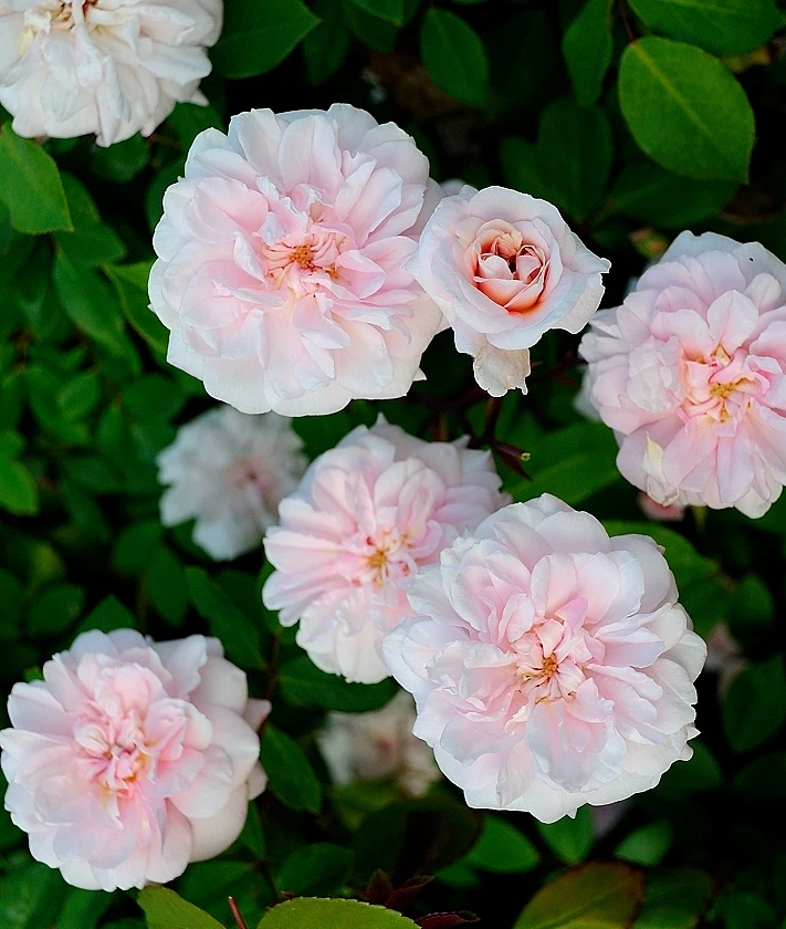 Cecile Brunner Rose Cuttings 8pcs | Antique Rose Variety | Premium Live Cuttings for Rooting | Start Classic Pink Rose Bushes