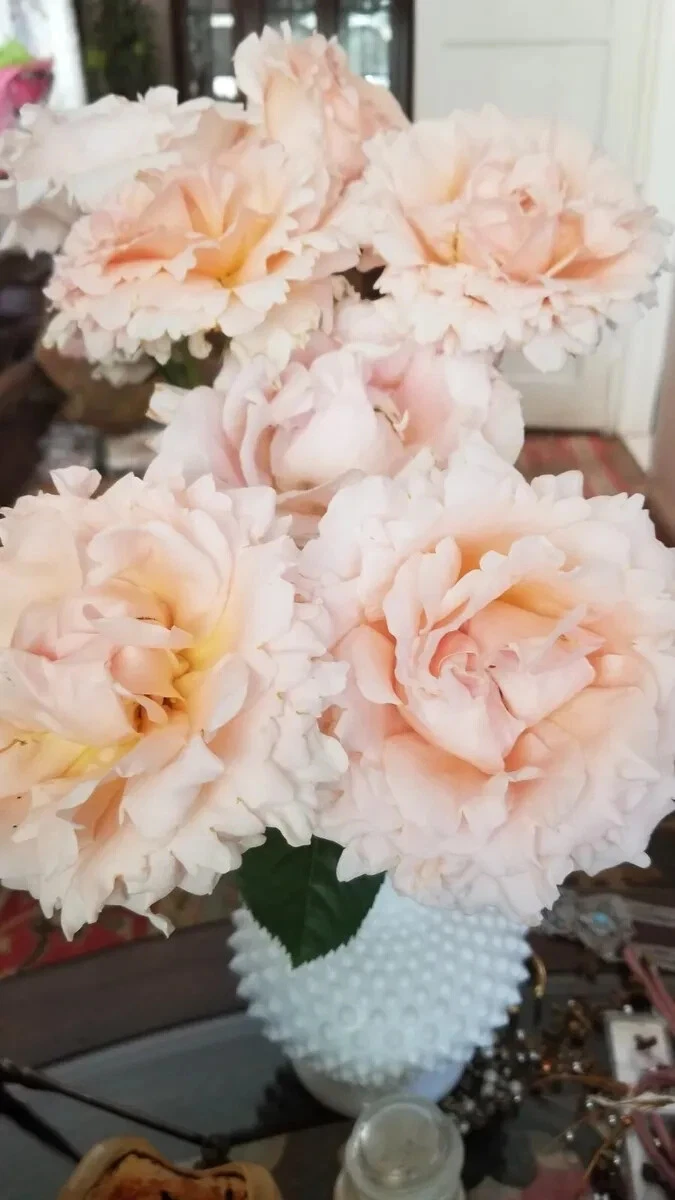Polka Climbing Rose Cuttings for Planting – 10 Unrooted Apricot Rose Stems, Garden Climber Rose