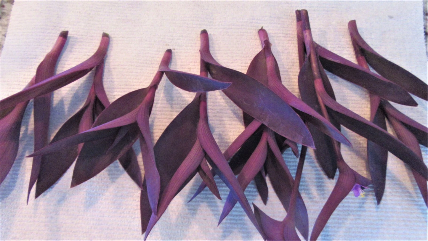 Purple Heart Tradescantia Pallida Cuttings – 8 Unrooted Purple Plant Cuttings – Trailing Houseplant Starter
