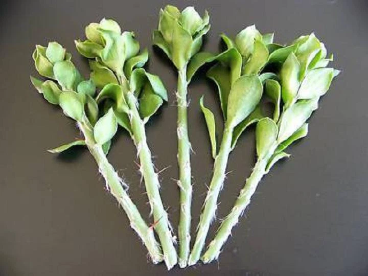 Pereskiopsis Spathulata Cuttings – 5 Live Grafting Stock Cactus Cuttings 4 Inch for Propagation