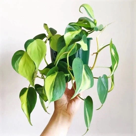 Philodendron Brasil Cuttings – 3 Heartleaf Cordatum Vine Cuttings – Variegated Indoor Plant Starter for Rooting