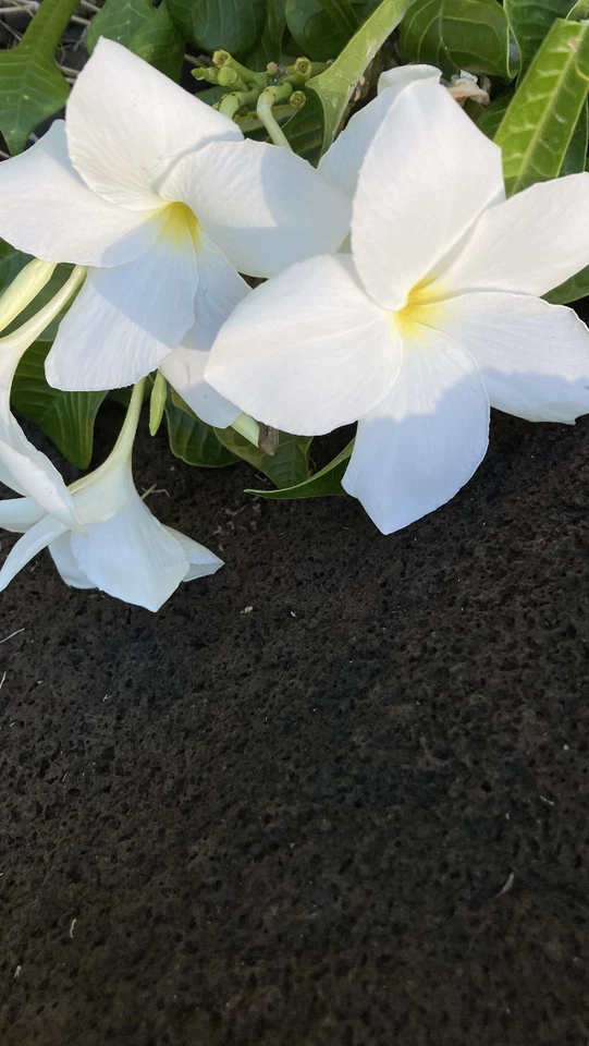 Plumeria pudica Fiddle Leaf – 5 Live Cuttings, Hawaiian White Plumeria, Fast-Growing Tropical Frangipani for Indoor or Outdoor Garden