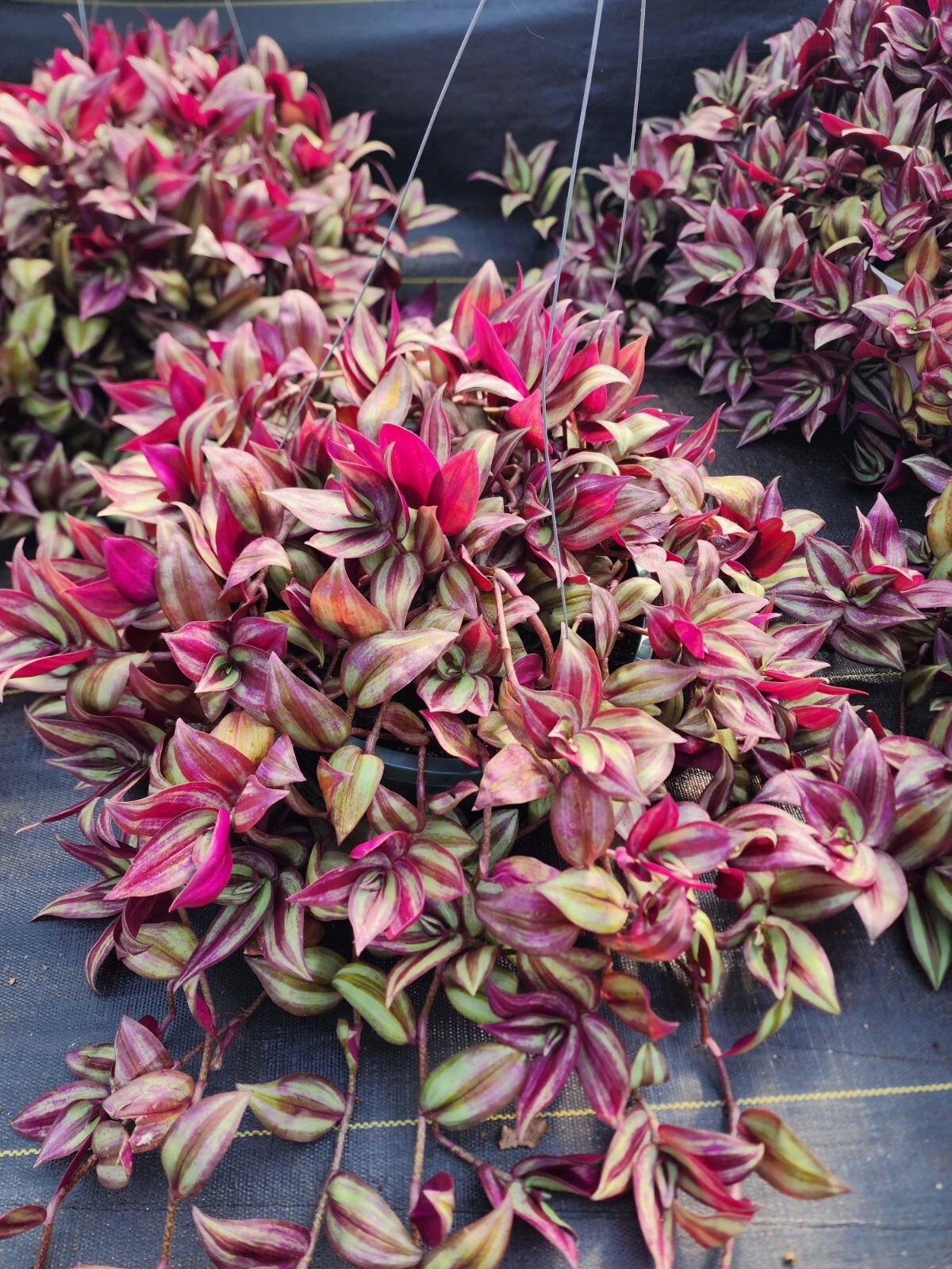 Tradescantia Zebrina Cuttings – 20 Fresh 8–12" Wandering Jew Stems | Easy Rooting Trailing Plant | Fast-Growing Houseplant