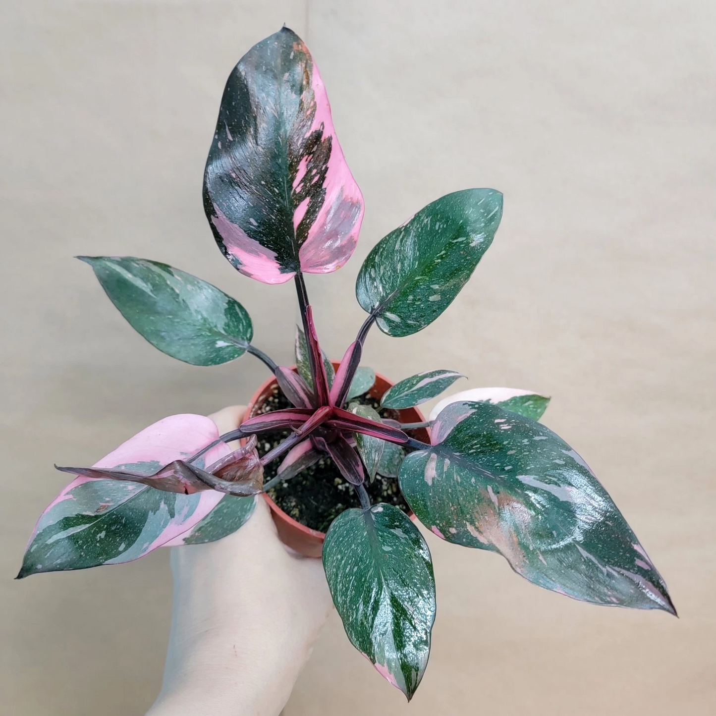 Philodendron Marble Galaxy Pink Princess – Rare Aroid in 4” Pot, Variegated Collector Houseplant with Pink and White Patterning