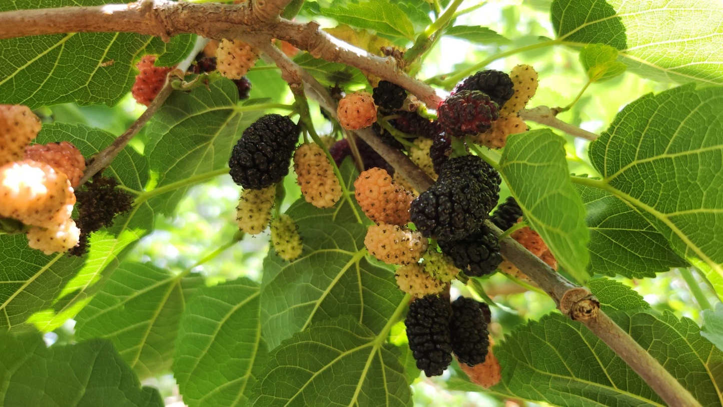 Black Mulberry Tree Cuttings – 25 Live Mulberry Cuttings for Planting, Morus Nigra Fruit Tree