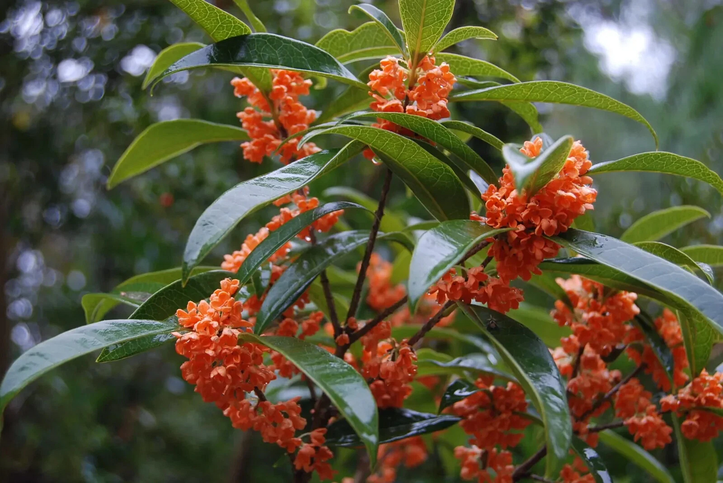 Apricot Echo Osmanthus Fragrans – Rooted Sweet Olive Starter Plant, Fragrant Flowering Shrub for Garden & Patio