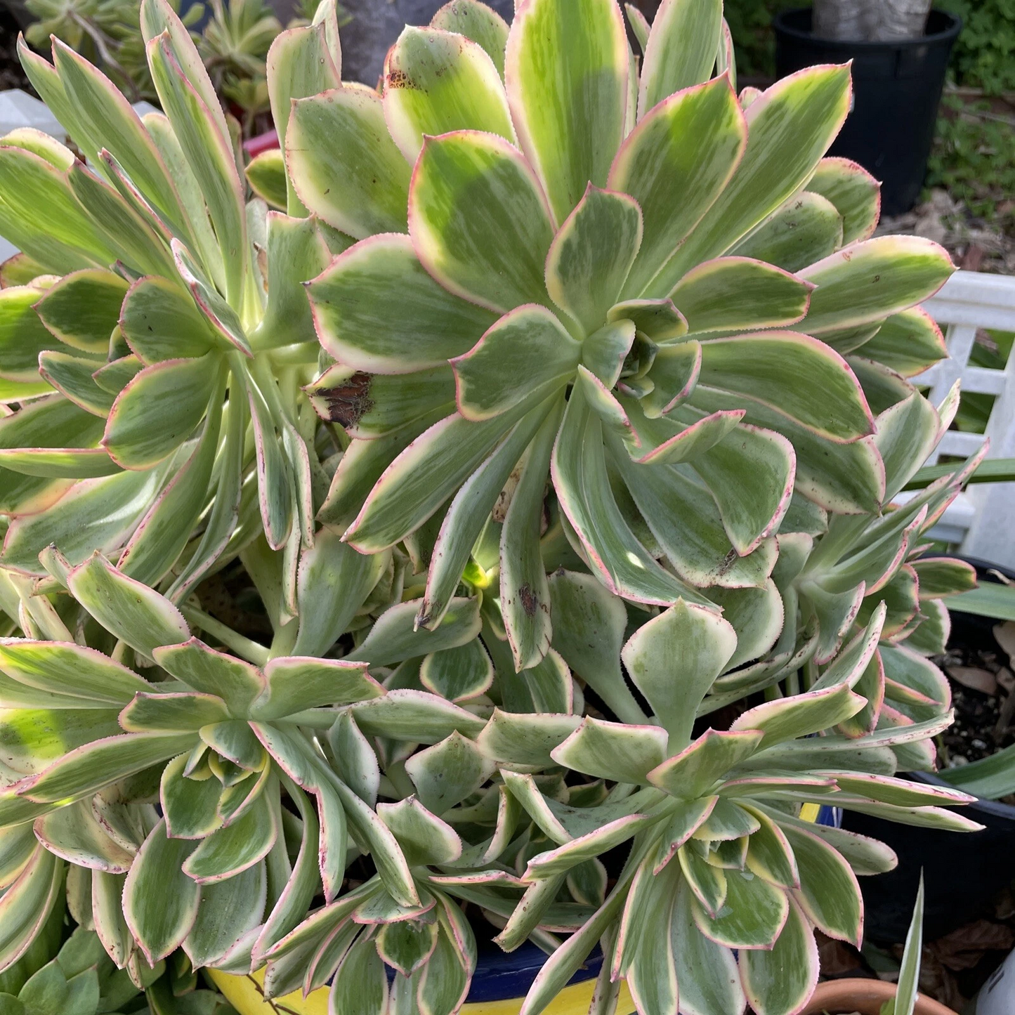 Aeonium Sunburst – 2 Live 4–6" Cuttings, Variegated Succulent with Pink Edges, Easy Rooting Stems for Pots, Rock Gardens & Indoor Displays