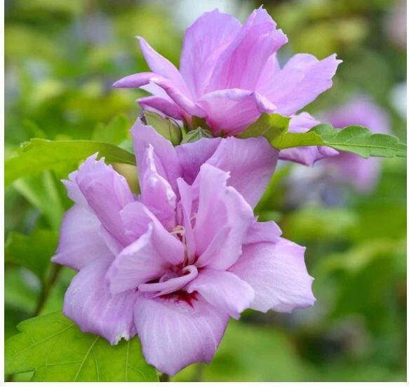 French Cabaret Blush Rose of Sharon – 2 Starter Plants/Cuttings, Pink Double Blooms, Hardy Hibiscus Syriacus for Garden Landscaping
