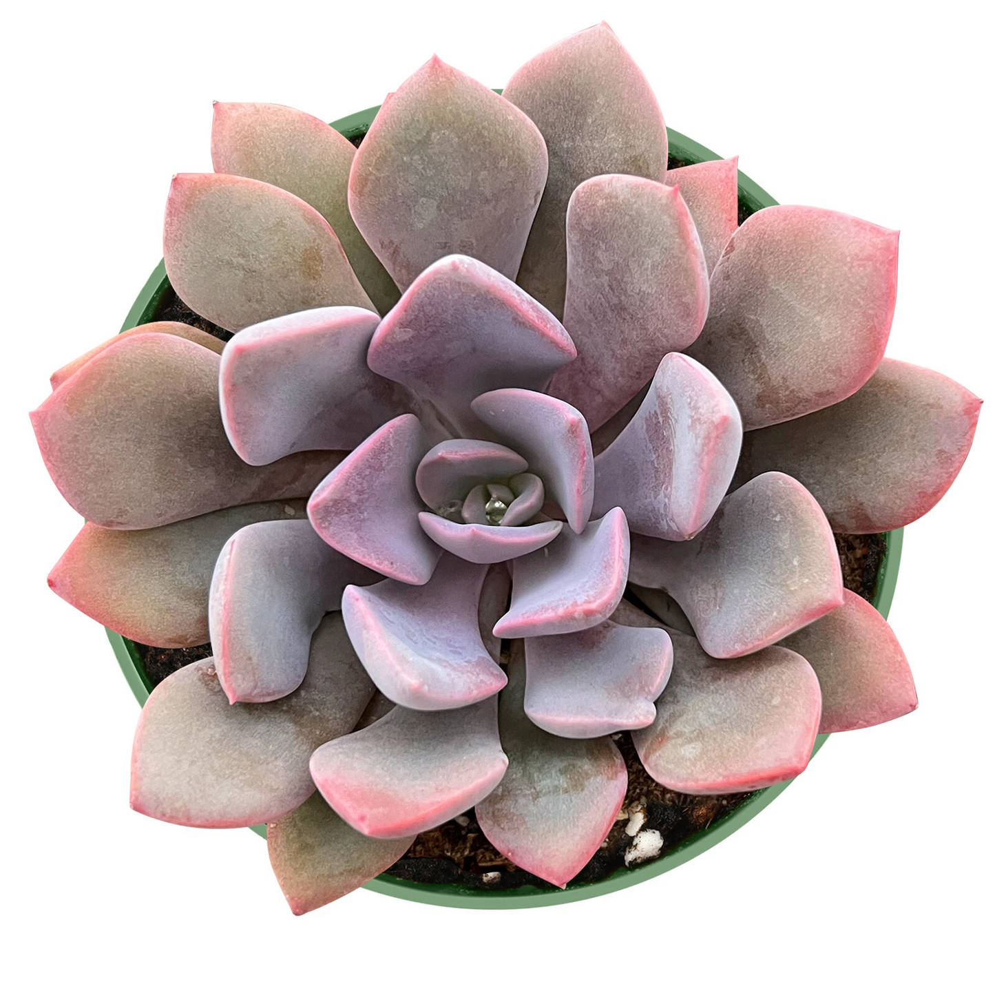 Graptoveria ‘Debbi’ – Live Pink Succulent Plant Fully Rooted in 4 Inch Pot – Rosette Form Ready to Grow