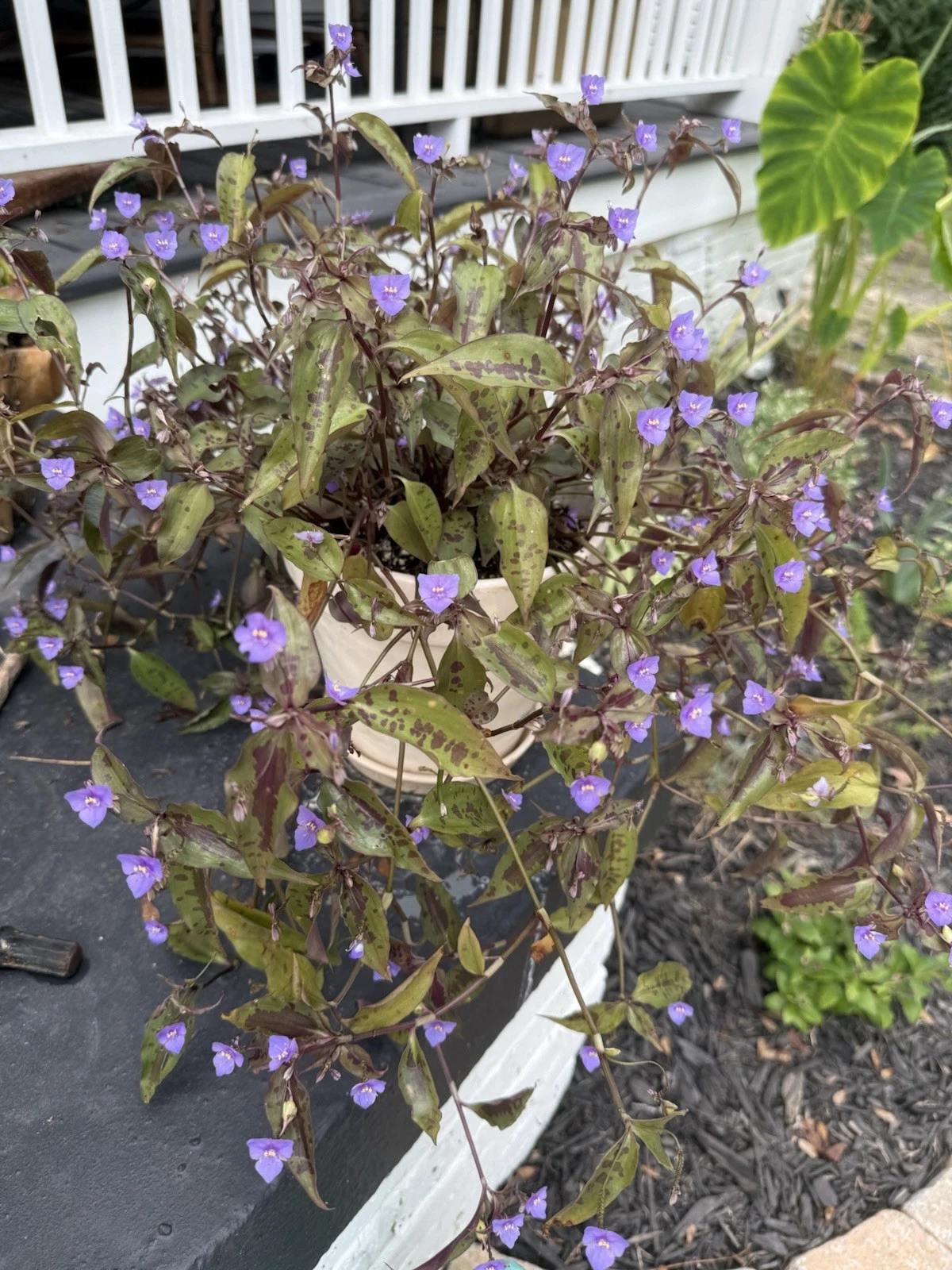 Tinantia Pringlei Plant Cuttings – 5 Spotted Tradescantia Wandering Dude Cuttings, Purple Green Foliage, Ready to Plant
