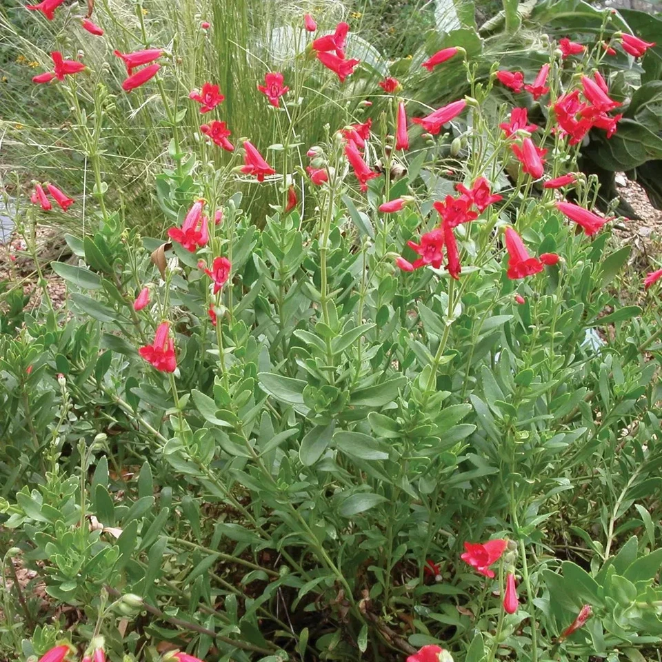 Rock Penstemon Live Plant – Penstemon baccharifolius, 1 Gallon Fully Rooted Perennial Shrub for Outdoor Planting