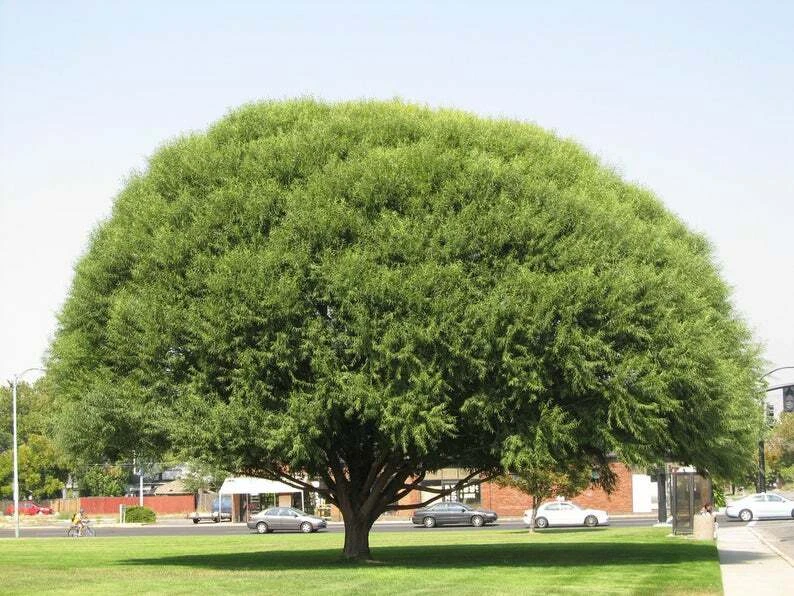 25 Globe Willow Tree Cuttings – Fast Growing Shade & Privacy Tree Cuttings for Propagation and Landscaping