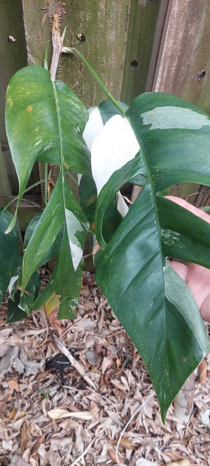 Epipremnum Pinnatum Marble Variegated – Live Cutting, Variegated Aroid Vine for Indoor Growing & Houseplant Collections