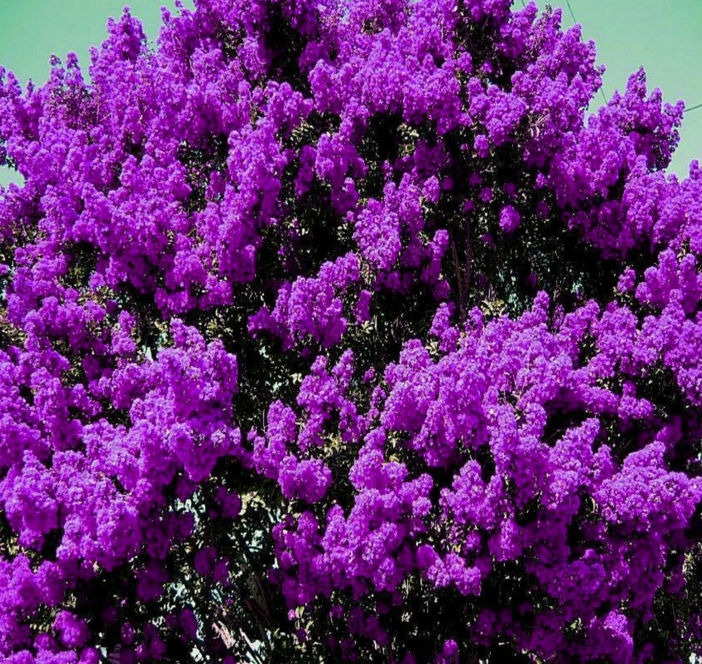 Dark Purple Crepe Myrtle Live Plants – 2 Rooted Flowering Crape Myrtle Bushes, Lagerstroemia Indica