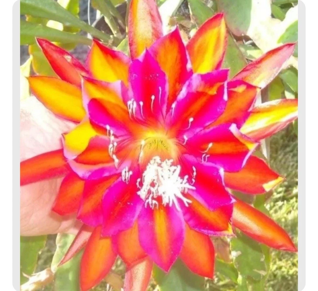 Epiphyllum Cuttings – 5 Premium Varieties, Orchid Cactus Starter Stems, Easy Rooting Succulent for Pots & Hanging Displays