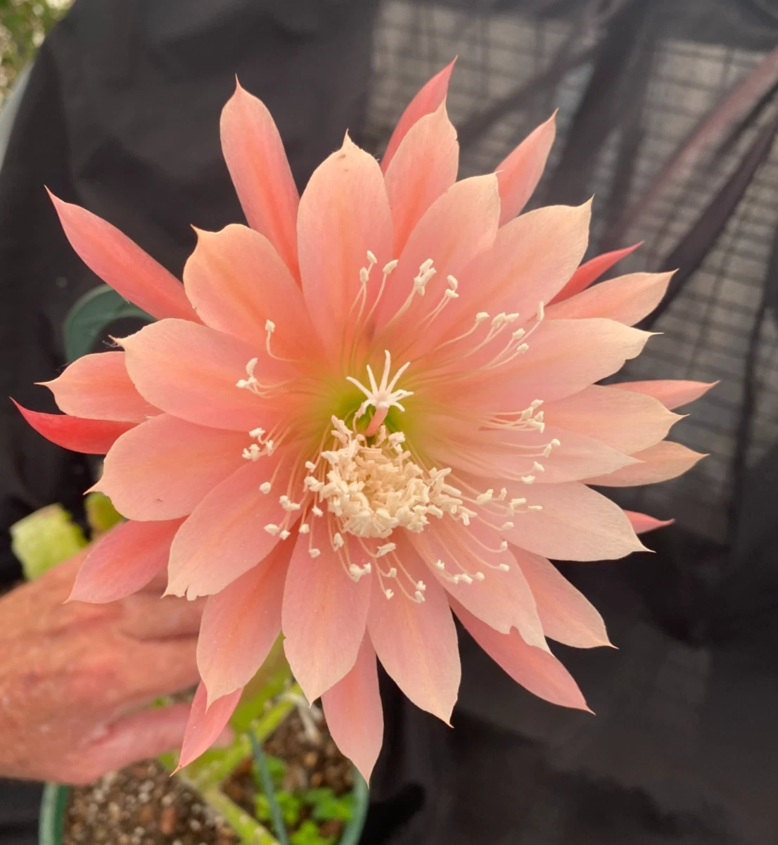 Epiphyllum Orange Fiesta – Two Rooted Plants in 3" Pots, Colorful Orchid Cactus Variety with Bright Blooms