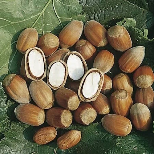 Hazelnut Tree Cuttings for Planting – 10 Unrooted Corylus Cuttings for Rooting and Propagation