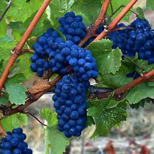 Blue André Grape Cuttings for Planting – 30 Unrooted Vitis Grape Vine Cuttings for Propagation