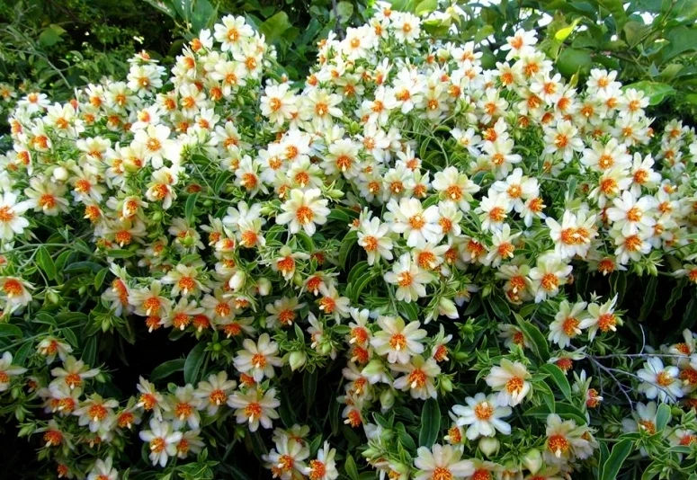 Pereskia aculeata Seeds – 10 Barbados Gooseberry Rose Cactus Seeds, Rare Climbing Cactus for Unique Indoor or Outdoor Gardens